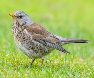 Хөөндэй (Дуулгат хөөндэй)